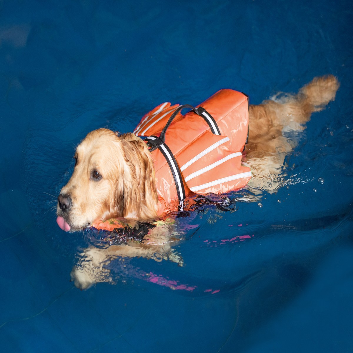 Dogs Life Jacket with Chin Flo - đánh giá và giá Life Jacket